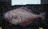 ( - ATS-45)  @12 [ ] CreativeCommons - Attribution Share-Alike (2014) Unspecified Newbury Park High School