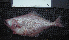 ( - ATS-46)  @14 [ ] CreativeCommons - Attribution Share-Alike (2014) Unspecified Newbury Park High School