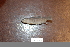  (Salvelinus sp - UW-78)  @11 [ ] CreativeCommons - Attribution Share-Alike (2014) Unspecified Sky Valley Education Center
