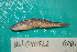  (Gymnogobius castaneus - UW-40)  @11 [ ] CreativeCommons - Attribution Share-Alike (2014) Unspecified South Gate High School