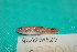  (Gymnogobius breunigii - UW-33)  @11 [ ] CreativeCommons - Attribution Share-Alike (2014) Unspecified South Gate High School