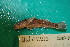  (Gymnogobius opperiens - UW-43)  @11 [ ] CreativeCommons - Attribution Share-Alike (2014) Unspecified South Gate High School