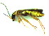  (Malthinus seriepunctatus - CRGJiC_KRG001)  @12 [ ] CreativeCommons - Attribution Share-Alike (2014) Unspecified Centre for Genomic Regulation (CRG)