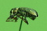  ( - CRGJiC_NBF001)  @12 [ ] CreativeCommons - Attribution Share-Alike (2014) Unspecified Centre for Genomic Regulation (CRG)
