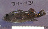 (Sebastes rastrelliger - BM-1434)  @11 [ ] CreativeCommons - Attribution Share-Alike (2015) Unspecified Ventura High School