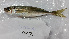  (Trachurus novaezelandiae - SGS103)  @11 [ ] CreativeCommons - Attribution Share-Alike (2016) Unspecified Sydney Grammar School
