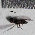  ( - S14MT57)  @11 [ ] CreativeCommons - Attribution Share-Alike (2015) Unspecified UCSD