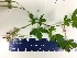  ( - 17_GHS_DLAL_012A)  @11 [ ] CreativeCommons - Attribution Share-Alike (2017) Unspecified Gorham High School