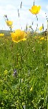  ( - Ranunculus acris)  @11 [ ] CreativeCommons - Attribution Share-Alike (2017) Unspecified Durham University
