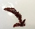  ( - 17_Seaweeds_AEH-21)  @11 [ ] CreativeCommons - Attribution Share-Alike (2017) Unspecified Bamfield Marine Sciences Center