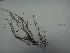  ( - 17_Seaweeds_HRR39)  @11 [ ] CreativeCommons - Attribution Share-Alike (2017) Unspecified Bamfield Marine Sciences Center