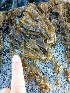  (Pyropia perforata - 17_Seaweeds_HKA-9)  @11 [ ] CreativeCommons - Attribution Share-Alike (2017) Unspecified Bamfield Marine Sciences Center