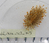  ( - 17_MOLL_003_043)  @11 [ ] CreativeCommons - Attribution Share-Alike (2017) Unspecified Bamfield Marine Sciences Centre
