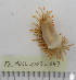  ( - 17_MOLL_003_043)  @11 [ ] CreativeCommons - Attribution Share-Alike (2017) Unspecified Bamfield Marine Sciences Centre