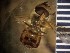  ( - 18-RU-2A3-1907)  @12 [ ] CreativeCommons - Attribution Share-Alike (2018) Unspecified Radford University