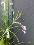  ( - Lathyrus_linifolius_20)  @11 [ ] CreativeCommons - Attribution Share-Alike (2018) Unspecified Durham University, United Kingdom