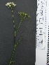  (Conopodium majus - Conopodium_majus_12)  @11 [ ] CreativeCommons - Attribution Share-Alike (2018) Unspecified Durham University, United Kingdom