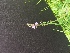  ( - Veronica_officinalis_3)  @11 [ ] CreativeCommons - Attribution Share-Alike (2018) Unspecified Durham University, United Kingdom