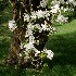  ( - Wild crab apple)  @11 [ ] CreativeCommons - Attribution Share-Alike (2018) Unspecified Durham University, United Kingdom