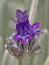  (Lavandula lanata - 19-IESJC1-ELB-07)  @11 [ ] CreativeCommons - Attribution Share-Alike (2019) Unspecified I.E.S Juan Carlos I