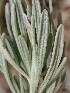  ( - 19-IESJC1-ELB-07)  @11 [ ] CreativeCommons - Attribution Share-Alike (2019) Unspecified I.E.S Juan Carlos I