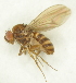  ( - Duke.Bio203L.S19.FC4.1)  @11 [ ] CreativeCommons - Attribution Share-Alike (2019) Unspecified Duke University