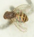  ( - Duke.Bio203L.S19.RA1.3)  @12 [ ] CreativeCommons - Attribution Share-Alike (2019) Unspecified Duke University