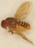 ( - Duke.Bio203L.S19.RD2.2)  @11 [ ] CreativeCommons - Attribution Share-Alike (2019) Unspecified Duke University