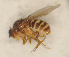  ( - Duke.Bio203L.S19.TA1.3)  @12 [ ] CreativeCommons - Attribution Share-Alike (2019) Unspecified Duke University