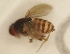  ( - Duke.Bio203L.S19.TD4.3)  @11 [ ] CreativeCommons - Attribution Share-Alike (2019) Unspecified Duke University
