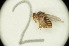  ( - Duke.Bio203L.S19.WD2.2)  @12 [ ] CreativeCommons - Attribution Share-Alike (2019) Unspecified Duke University