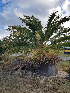  (Phoenix dactylifera - CPGF80)  @11 [ ] CreativeCommons - Attribution Share-Alike (2019) Unspecified AUA