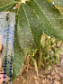  ( - AUABee5)  @11 [ ] CreativeCommons - Attribution Share-Alike (2019) Unspecified AUA