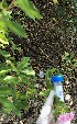  (Lantana camara - AUA5YR_5-M13)  @11 [ ] CreativeCommons - Attribution Share-Alike (2019) Unspecified AUA