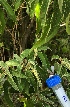  (Croton bonplandianus - AUA5YR_3-M13)  @11 [ ] CreativeCommons - Attribution Share-Alike (2019) Unspecified AUA