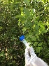  (Jasminum - AUA5YR_2-M13)  @11 [ ] CreativeCommons - Attribution Share-Alike (2019) Unspecified AUA