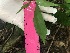  (Psychotria rubra - group3_3)  @11 [ ] CreativeCommons - Attribution Share-Alike (2019) Unspecified AUA