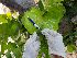  (Coccoloba venosa - CPGF6)  @11 [ ] CreativeCommons - Attribution Share-Alike (2019) Unspecified AUA