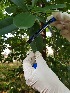  (Coccoloba swartzii - CPGP6)  @11 [ ] CreativeCommons - Attribution Share-Alike (2019) Unspecified AUA