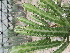  (Euphorbia lactea - Euphorbia lactea)  @11 [ ] CreativeCommons - Attribution Share-Alike (2024) Unspecified instutute of forebsic science and criminology, PU, Chandigarh, 160014