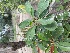  (Euphorbia milii - ESNS)  @11 [ ] CreativeCommons - Attribution Share-Alike (2023) Unspecified instutute of forebsic science and criminology, PU, Chandigarh, 160014