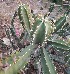  ( - Euphorbia royleana)  @11 [ ] CreativeCommons - Attribution Share-Alike (2024) Unspecified instutute of forebsic science and criminology, PU, Chandigarh, 160014