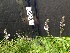  ( - Veronica_officinalis__35)  @11 [ ] CreativeCommons - Attribution Share-Alike (2019) Unspecified Durham University