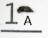  (Scaptodrosophila coracina - DKU.Biol201.F19.WB3.1A)  @11 [ ] CreativeCommons - Attribution Share-Alike (2019) Unspecified Duke Kunshan University