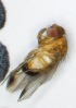  ( - DKU.Biol201.F19.TA1.3)  @11 [ ] CreativeCommons - Attribution Share-Alike (2019) Unspecified Duke Kunshan University