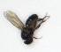  ( - DKU.Biol201.F19.WA3.1)  @11 [ ] CreativeCommons - Attribution Share-Alike (2019) Unspecified Duke Kunshan University