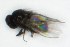  ( - DKU.Biol201.F19.WB1.1)  @11 [ ] CreativeCommons - Attribution Share-Alike (2019) Unspecified Duke Kunshan University