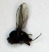  ( - DKU.Biol201.F19.WB4.1)  @11 [ ] CreativeCommons - Attribution Share-Alike (2019) Unspecified Duke Kunshan University