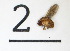  (Drosophila albomicans - DKU.Biol201.F19.WC3.2)  @11 [ ] CreativeCommons - Attribution Share-Alike (2019) Unspecified Duke Kunshan University