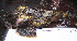  ( - ATS-185)  @13 [ ] CreativeCommons - Attribution Share-Alike (2013) Unspecified West High